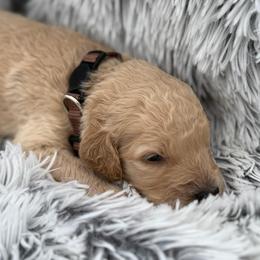 Biscuit - Cream male Goldendoodle puppy in Ambrose, Georgia from Brandilyn's Aussies