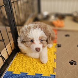 Toy Australian Shepherd Puppies from Reflections of Star Crest Kennel