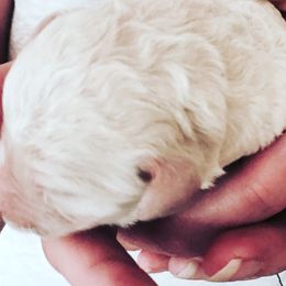 Poodle Puppies from Southern Standards Standard Poodles