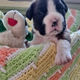 "Chillin with Pork Chop" Boxer Puppies from Hope's Beautiful Boxers