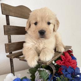 Girl 1 - female Golden Retriever puppy in Moapa, Nevada from Little Bitta Luck Farms