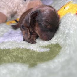 Liberty - Red female Dachshund puppy in Littlestown, Pennsylvania from Little Kisses Doxies