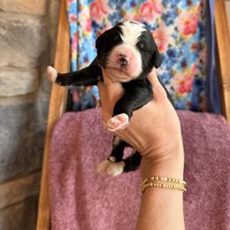 Rocky - Black and white male Bernedoodle puppy in Fort Meade, Florida from Ashley Baldwin
