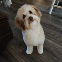 Aussiedoodle and Goldendoodle Puppies from Saddle Hill Farms