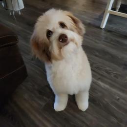 Aussiedoodle and Goldendoodle Puppies from Saddle Hill Farms