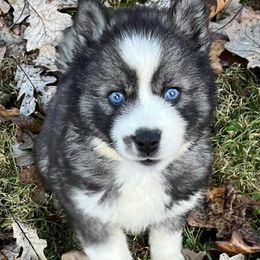 Siberian Huskies from Howling L’s