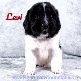Levi - White and black male Newfoundland puppy in Cortez, Colorado from Bear Heart Newfoundlands, LLC
