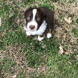 Australian Shepherd Puppies from Azzo Aussies