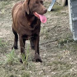 Maddie - Labrador Retriever