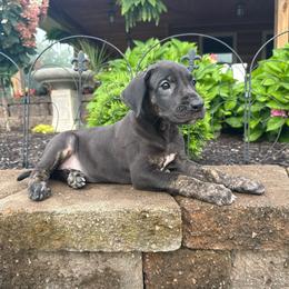 Annie - Black female Great Dane puppy in Corsica, Pennsylvania from Ferguson Family Danes LLC