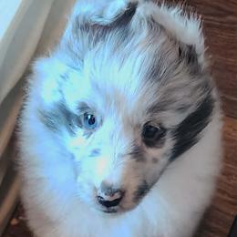 Susie - Blue merle and white female Shetland Sheepdog puppy in Weedsport, New York from M&M Shelties and Smooch-A-Bulls English Bulldogs