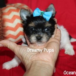 AKC Ocean - Black tan and white male Biewer Terrier puppy in Kennesaw, Georgia from Dreamy Pups