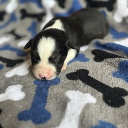 Piper - Black tri female Miniature Australian Shepherd puppy in Hillsville, Virginia from Lottie's Mini Aussies