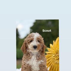 Scout - Apricot male Goldendoodle puppy in Estesburg, Kentucky from Wet Goldendoodle Kisses