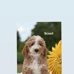 Scout - Apricot male Goldendoodle puppy in Estesburg, Kentucky from Wet Goldendoodle Kisses
