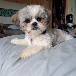 Holly - Shih Tzu