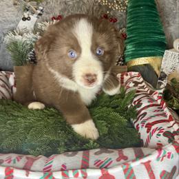 Ruby - Red & white female Miniature Australian Shepherd puppy in California from Eagle River Aussies