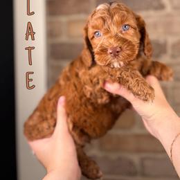 Slate - Red male Australian Labradoodle puppy in Decatur, Alabama from Southern Meadows Doodles