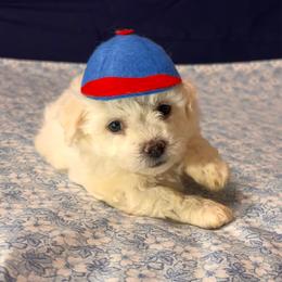 Fonzy-Red Collar - White male Bichon Frise puppy in East Carondelet, (St Louis Metropolitan Area), Illinois from BichonSTL