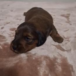 Valentino - Red male Dachshund puppy in Surprise, Arizona from Codie's Dachshunds