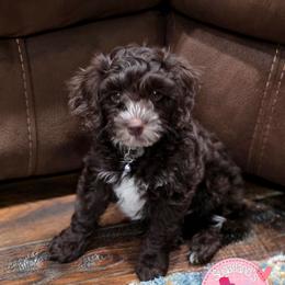 Bruce Grey Collar - Brown and white male Bernedoodle puppy in Vernon, Texas from Sugarland's Texas Goldendoodles