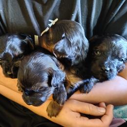 Yorkipoo puppies from Desert Flower Breeders