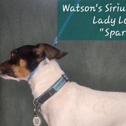 Spar - Toy Fox Terrier