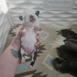 Girl 4 (panda) - Fawn female Pug puppy in Auburn, Kentucky from Prentice Family Pugs