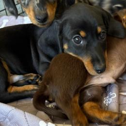 Bud - Black and tan male Dachshund puppy in Shawnee, Oklahoma from Magic Eagle Miniature Dachshunds