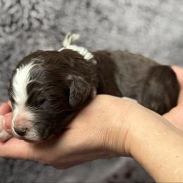 Red velvet - Red & white female Australian Shepherd puppy in Columbia Falls, Montana from Firefly Horse Co Wellness Retreat Center