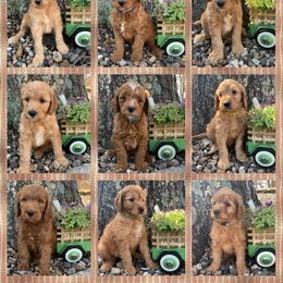 Bernedoodle and Goldendoodle Puppies from I Dream of Doodles