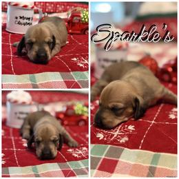 Belle - Fawn (Isabella) female Dachshund puppy in Queen Creek, Arizona from Wigglebutts Miniature Dachshund Az