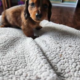 Girl 2 - Red female Dachshund puppy in Grants Pass, Oregon from Climate City Doxies