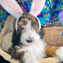 Bono - Tri-color Bernedoodle puppy in Branson West, Missouri from Ozark Acres LLC