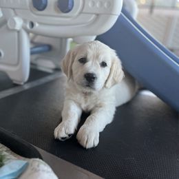 Golden Retriever Puppies from Huckaby’s English Golden Retrievers