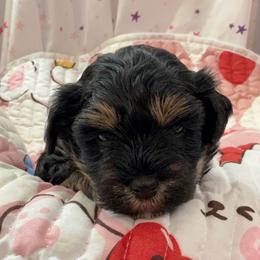 Girl-Fuchsia Collar - Salt and pepper female Miniature Schnauzer puppy in Stevenson, Alabama from Rivers Edge Schnauzers by Joyce Clark