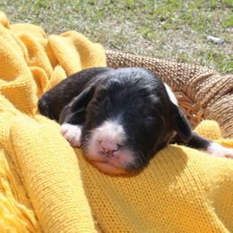 Bengal - White and black male Bordoodle puppy in Winnsboro, Texas from Pecan Grove Pups