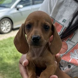 Dachshunds and French Bulldogs from Ohio House of Frenchies