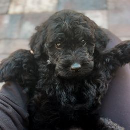 Pearl - Black female Goldendoodle puppy in Cocoa, Florida from The Coastal Homestead
