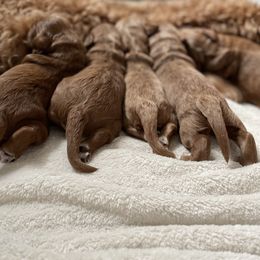 Australian Labradoodle Puppies from Davis Family Farms Australian Labradoodles