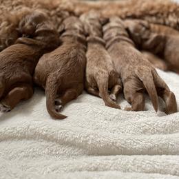 Australian Labradoodle Puppies from Davis Family Farms Australian Labradoodles