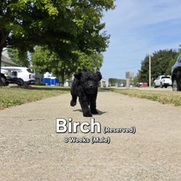 Birch - Black male Labradoodle puppy in Genoa City, Wisconsin from Sakura Pups