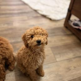 Poodle Puppies from Savana williams