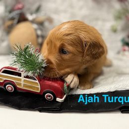 Jessi draper - Dark golden female Golden Retriever puppy in Salt Lake City, Utah from Soaring golden retrievers