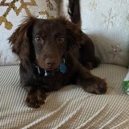 Doc - Dachshund