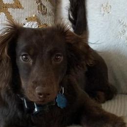 Doc - Dachshund