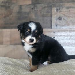 Whitman - Black tri male Miniature Australian Shepherd puppy in Killen, Alabama from Wilkers Wholehearted Mini Aussies