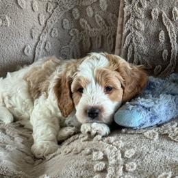 Hawk - Red male Cavapoo puppy in Columbus, Montana from Comfort Doodle