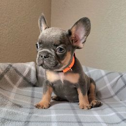 Courage - Tricolors male French Bulldog puppy in Colorado Springs, Colorado from Sun Mountain Frenchies
