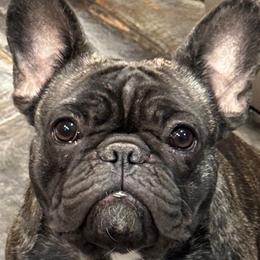 French Bulldogs and Labrador Retrievers from MochaLabradors